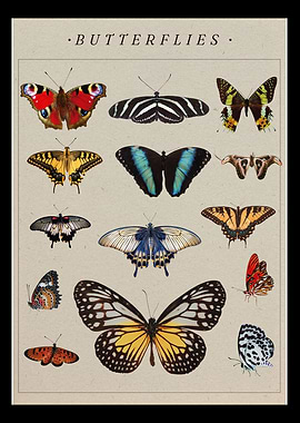 Butterflies poster