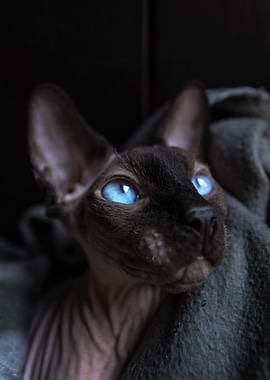 Cat Cats Feline Kitty