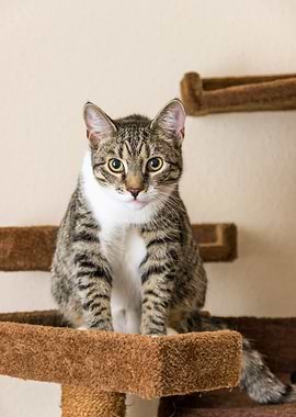 Cat Cats Feline Kitty