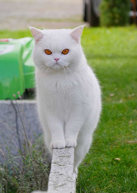 Cat Cats Feline Kitty