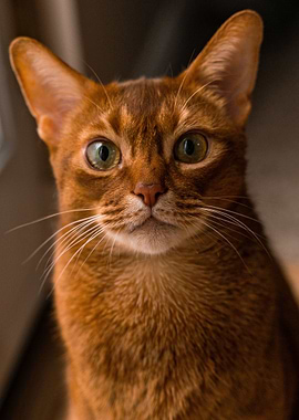 Cat Cats Feline Kitty