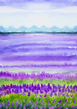 Spring Lavender Fields