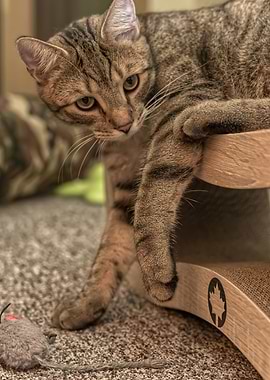 Cat Cats Feline Kitty