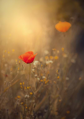 Red field poppies in glade