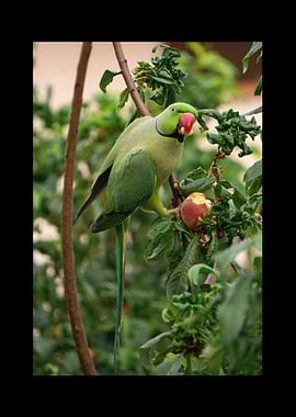Parrot