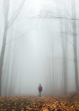 Exploring the Forrest