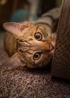 Cat Cats Feline Kitty