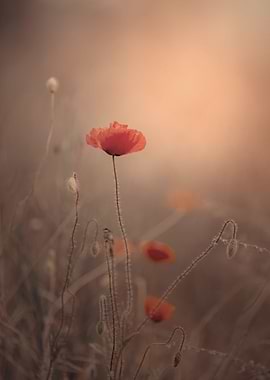 Red poppy flowers, macro