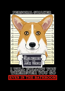 Welsh Corgi Stalker