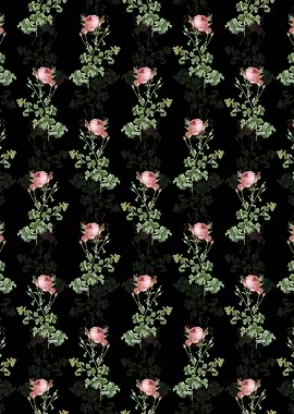 Celery Leaved Cabbage Rose