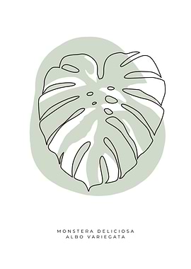 Monstera deliciosa Albo 02