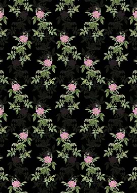 Black Pink Boursault Rose