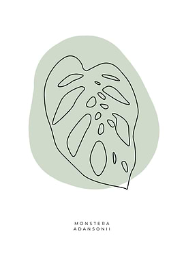 Monstera adansonii 01