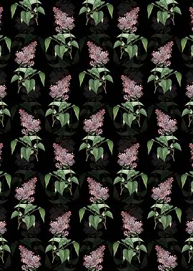 Common Pink Lilac Plant