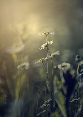 Spring meadow,white flower