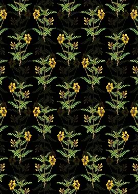 Black Calophaca Wolgarica