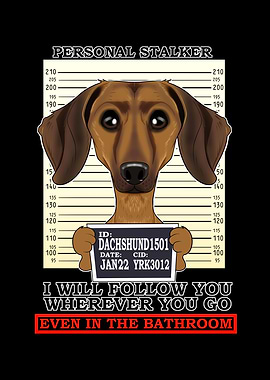 Dachshund Personal Stalker