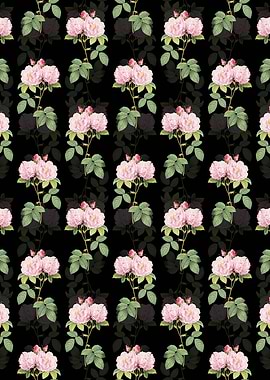 Black Italian Damask Rose