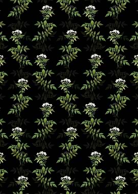 Jasmin Officinale Flower