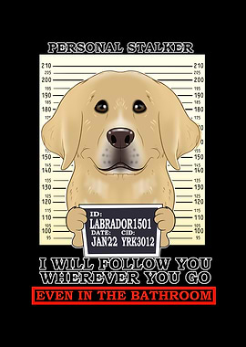 Labrador Personal Stalker