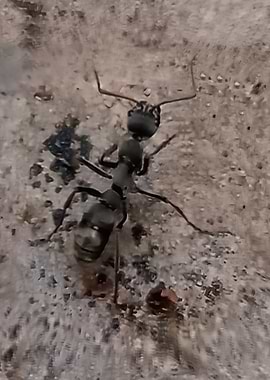 Ant Kingdom