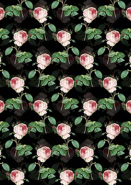Centifolia Roses Pattern