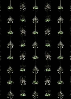 Black Giant Cabuya Pattern