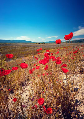 Red field poppy, blue sky
