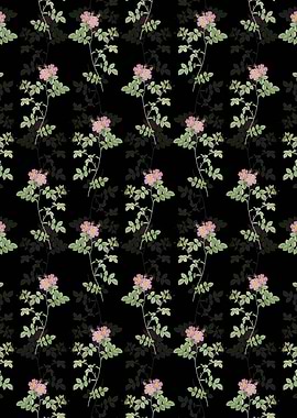 Pink Sweetbriar Roses