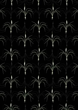 Lachenalia Angustifolia