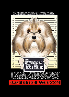 Havanese Personal Stalker