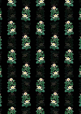 Variable Oxalis Branch