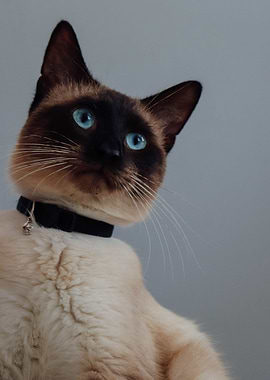 Cat Cats Feline Kitty