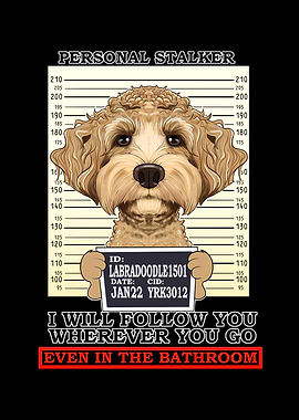 Labaradoodle Stalker