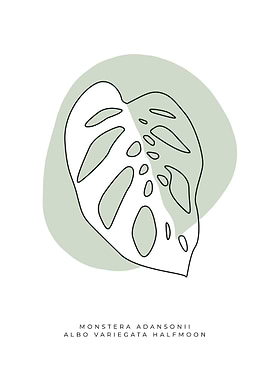 Monstera adansonii Albo 01