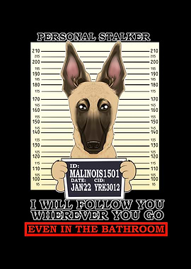 Malinois Personal Stalker