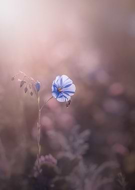 Wild flowers in meadow