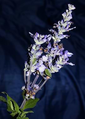 Flower Salvia Divinorum