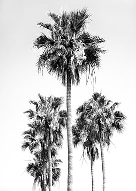 Palm Trees BW Vibes 8