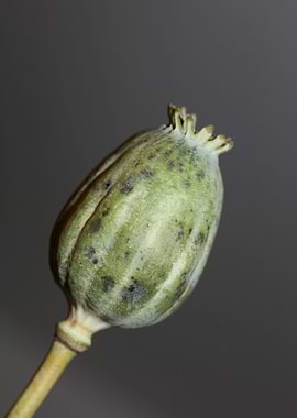 Wild papaver fruit macro