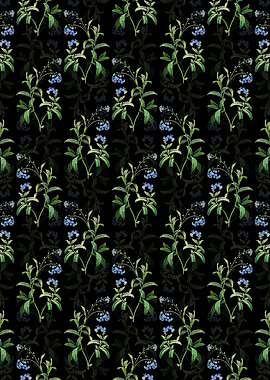 Black Water Forget Me Not