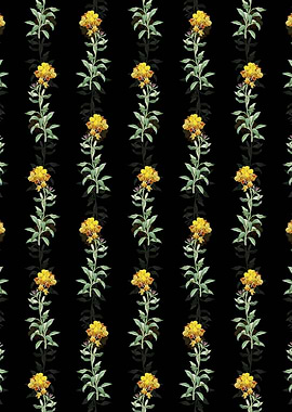 Yellow Wallflower Bloom