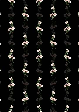 Black Wine Stained Godetia