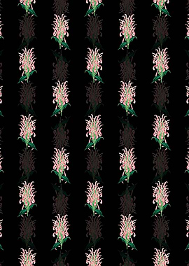 Justicia Carnea Flower