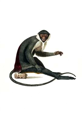 Diana Monkey