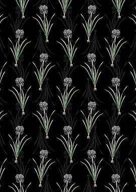 Mourning Iris Pattern