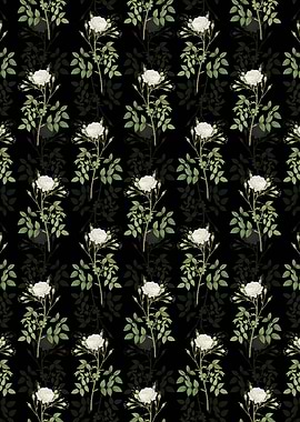 White Rose of Rosenberg