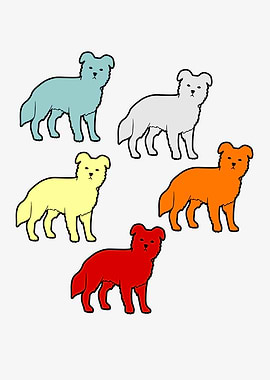 Border Collie Owner Dogs