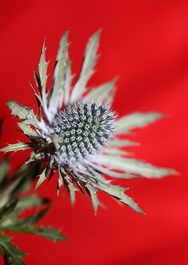Eryngium planum blossoming