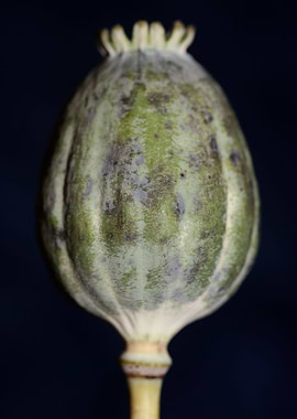 Opium papaver fruit macro